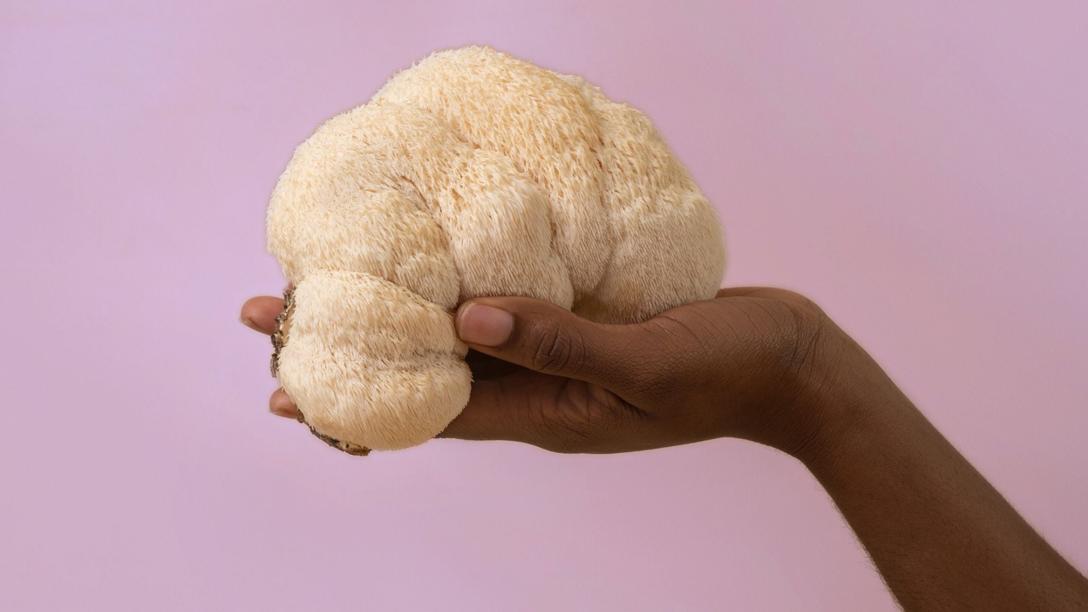 A Complete Guide to Functional Mushrooms