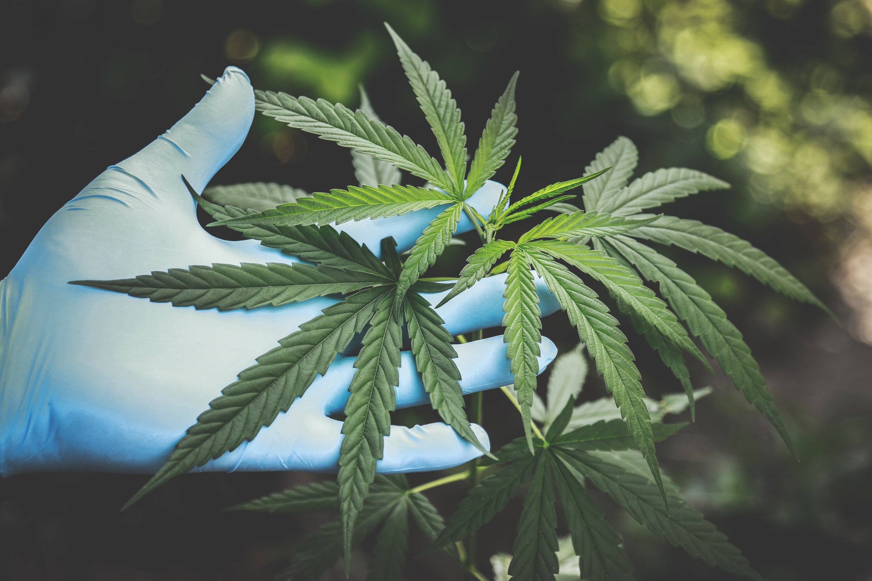 What Is CBD? A Beginner’s Guide to Benefits, Types & How to Take It